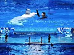 -海合安成都极地海洋公园