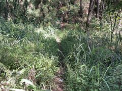 -南山植物园