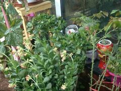 -北京龙庆四季香农家饭庄·灶台鱼·碳烤虹鳟鱼(龙庆峡店)