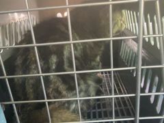 -宠颐生宠物医院·犬猫全科·皮肤科(商业街店)