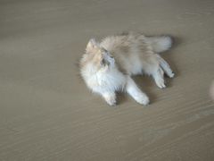 -欣宠猫屋·矮脚拿破仑·蓝金金渐层