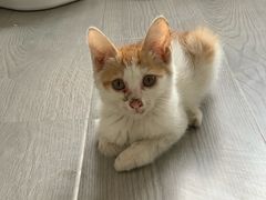 -中农国际动物医院24小时·猫科·骨科·急重症中心
