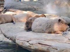 -北京野生动物园