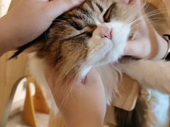 -More Fun猫咖 二十只万元加菲主题