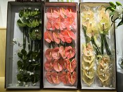 -溪岸路花鸟市场