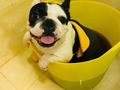 -萌宠之家·腊肠犬·马尔泰·小体犬舍