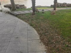 -同里湖度假村(二期店)