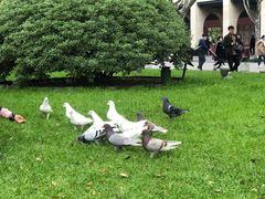 -西湖外事游船(湖滨二公园外事游船码头)