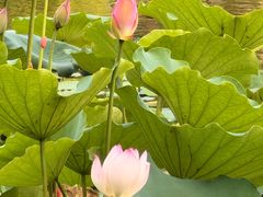 -荔湾湖公园