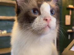 -猫猫幼稚园·撸猫·桌游·电玩