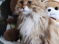 -平行世界·猫咖(首经贸店)
