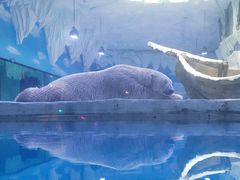 -芜湖新华联大白鲸海洋公园