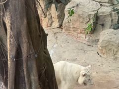 -麒麟中餐厅·经典粤菜·地道菜式老字号(广州长隆酒店)