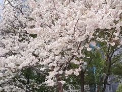 -玛格萝妮比萨屋(四平店)