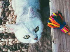 -喵屿·大理花园猫咖