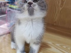 -青石桥花鸟鱼虫市场(叠翠城店)