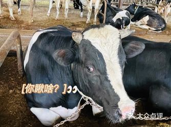 在朋友圈里面看到了这家饲养奶牛的牧场 突然来了兴趣