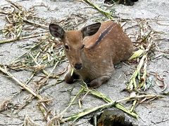 -武陵山森林公园