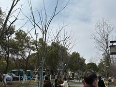-合肥滨湖国家森林公园