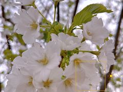 -新虹桥中心大厦