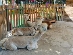 -萌宠亲子动物乐园(槐房万达店)