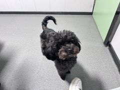 -半岛宠物医院24小时(科华中路店)
