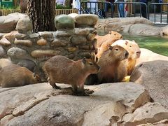 -北京野生动物园