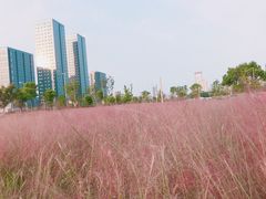 -映月湖中央公园
