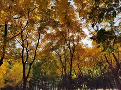 -大兴滨河森林公园