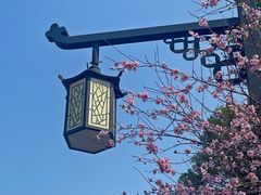 -八大山人梅湖景区