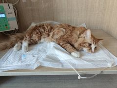 -北京观赏动物医院·24小时大型综合·猫专科·异宠专科
