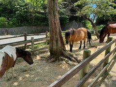 -神户市立六甲山牧场