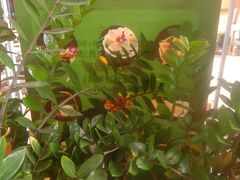 -南国锋味椰子鸡(瀚海店)