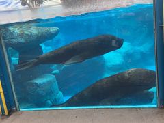 -海合安成都极地海洋公园