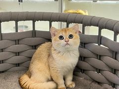 -lincat·猫舍(广州店)