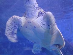 -泉城欧乐堡海洋极地世界