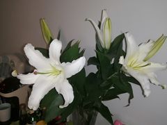 -盒马鲜生(大行宫店)