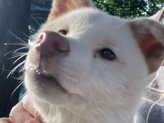 -柴犬高等学院·狗咖·柴犬售卖·宠物训练