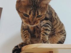 -Heymao猫咖.咖啡厅(东门店)
