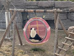 -石家庄市动物园