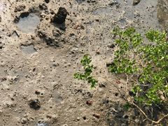 -北海金海湾红树林生态旅游区