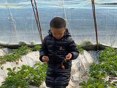 -田趣农庄草莓采摘园