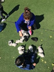 -萌宠亲子动物乐园(槐房万达店)