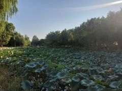 -荷花公园