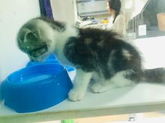 -李小姐の猫咖啡馆(五角场店)