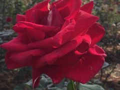 -松山湖梦幻百花洲