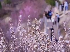 -北京凤凰岭