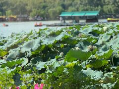 -湖畔居茶楼(湖滨店)