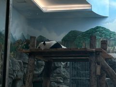 -武汉动物园