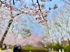 -桃花堤公园